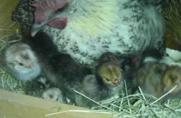 Turkish Eggs May Help Meet US Demand