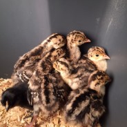 My Incubator Turkeys