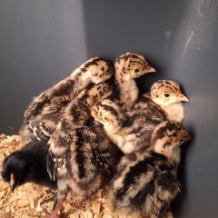 My Incubator Turkeys