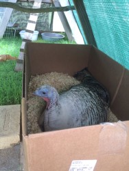 tukey new nest