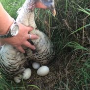 Moms Runaway Turkey