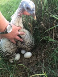 turkey nest