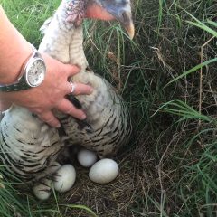 Moms Runaway Turkey