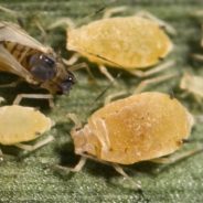 Aphids in Sorghum