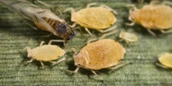 aphid