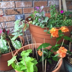 Chicken Proof Container Garden