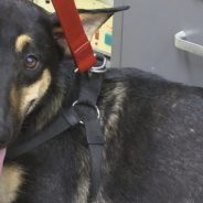 Sally Seeks Home