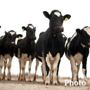 Cattle and Horses on Roadways Create Concerns