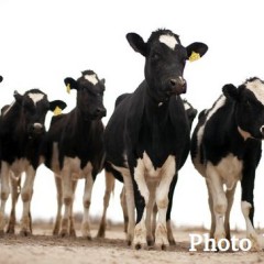 Cattle and Horses on Roadways Create Concerns