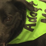 Sassy, An Adoptable Dog