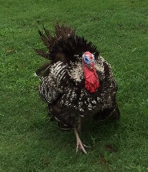 turkey1