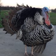 Strutting Turkey