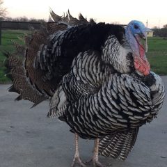 Strutting Turkey