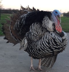 turkey2