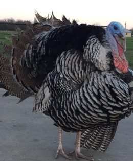 “Go Early and Go Often” — Fair Number of Gobblers, Jakes on the Landscape for the 2026 Spring Wild Turkey Season