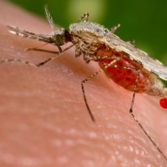 City of Commerce Reports Two Confirmed Cases of Human West Nile Virus