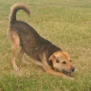 Animal of the Week: Bentley the Dog