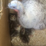Update on Moms Runaway Turkey!
