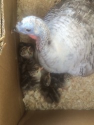 Turkey babies