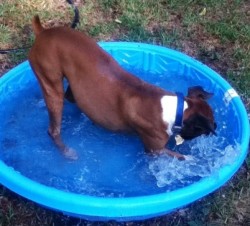 dog1