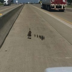 Ducking Along I-30