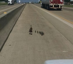 ducks