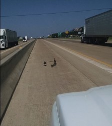 ducks2