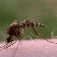 Mosquito Control in Texas