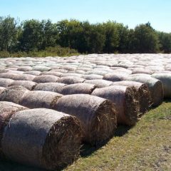 Low Quality Forage Hits East Texas