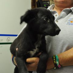 Animal of the Week: Priscilla the Pup