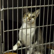 Animal of the Week: Peanut