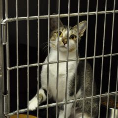 Animal of the Week: Peanut