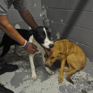 Animals of the Week: Anna and Elsa