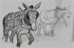 Pete the Mule drawing