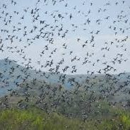 Good News for Dove Hunters