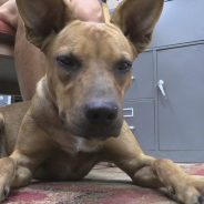 Nugget Is Ready For A Home