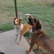 Animals of the Week: Mascots Lil John and Gracie