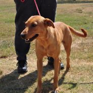 Animal of the Week: Shelby