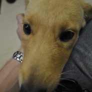 Adoptable Animal of the Week: Lilly