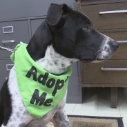 Buckshot is Ready for Adoption