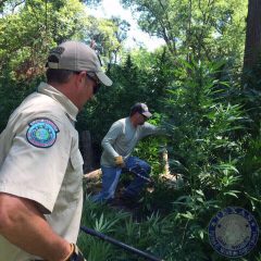Inmates Assist in Marijuana Harvest