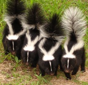 skunk rabies