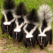Rabid Skunk Killed in Delta County