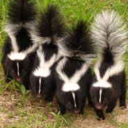 Rabies Case Reported in Wood County
