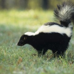 “Updated” Rabies Rears it’s Ugly Head in Hopkins County