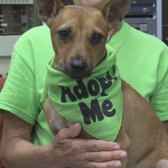 Petunia Adoptable from Hearts of Life at Pet Sense on Saturday