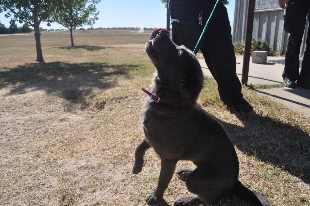 Blue the Chow Mix