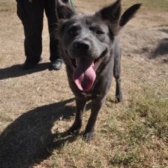 Animal of the Week: Blue the Chow Mix