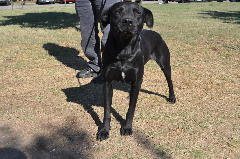 Blackie