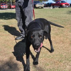 Animal of the Week: Blackie the Lab